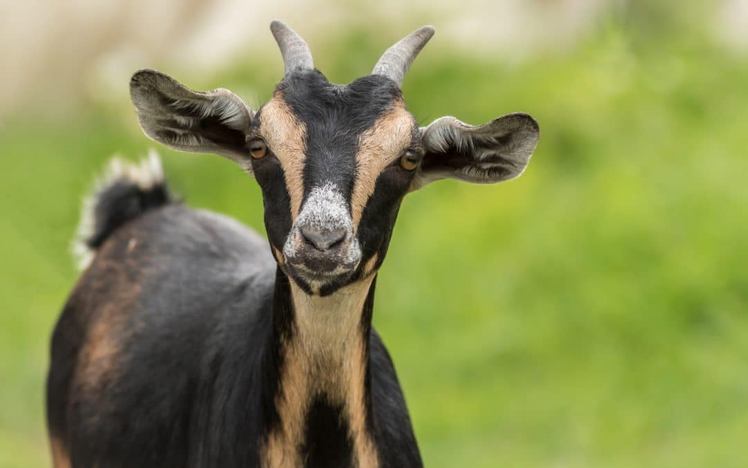 Ganado Caprino: Descubre los beneficios de los piensos especializados ...